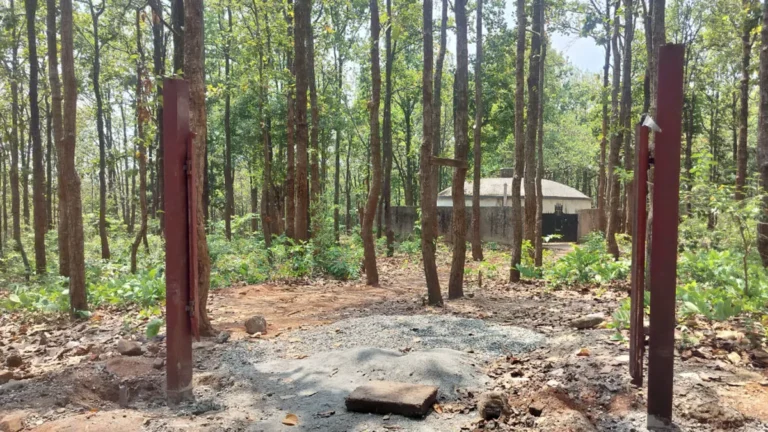 14_06_2025-khalanga-tree_23963802-768x432