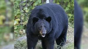 images - 2026-03-25T155530.231